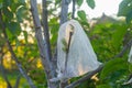 A grafted branch on a pear tree in the garden is wrapped in a film