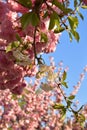 A grafted branch of white cherry on a sakura tree. Park in Istanbul, Turkey