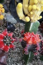 Grafted cacti