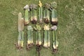 Grafted cactus bare roots plants