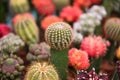 Grafted cactus gymnocalycium in cacti plant store. Mini moon cactus among various beautiful colorful cactuses.
