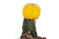 Grafted Cactus, Isolated