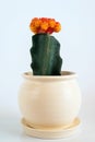 Grafted Cactus in white pot on white background.