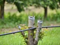 Grafted cherry fruit tree.