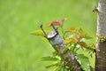 Grafted cherry fruit tree.