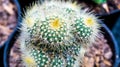 Grafted cluster Notocactus leninghausii cactus