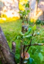 grafted fruit tree in an orchard Royalty Free Stock Photo