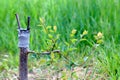 Grafted fruit tree in an orchard