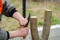 Grafted fruit tree. Spring grafting of trees. The farmer looks after the orchard Royalty Free Stock Photo