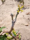 Grafted mango branch after success of tree grafting