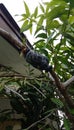 The grafted mango tree trunk is seen wrapped in plastic Beru filled with black soil