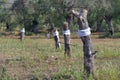 Grafted onto xylella-affected olive trees in an attempt to make them grow healthy, in Salento, Apulia, Italy