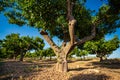 Grafted orange tree crop, wide angle closeup