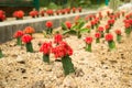 Grafted Red Moon Cacti in Penang`s Botanical Garden