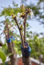 Grafted tree Royalty Free Stock Photo