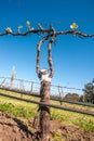 Grafted vines in organic vineyard in McLaren Vale, Australia Royalty Free Stock Photo