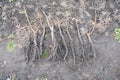 Grafted walnut saplings with small roots. Planting bare-root walnut trees