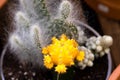 Grafted yellow cactus followed by opuntias with hair like spines.