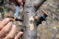 Gardener grafting fruit tree