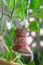 Grafting Is An Agricultural Technique For The Creation Of Lime Trees. Thai Lemon Grafting Is One Of Plant Propagation By Using