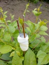 Grafting apple cuttings by bark method. Two cuttings, 50% survival rate. One caught on, the other not Royalty Free Stock Photo