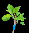 Grafting apple-tree 3 Royalty Free Stock Photo