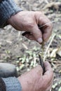 Grafting apple tree. Old gardener grafting apple tree with hands and knife