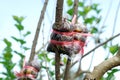 Grafting branch is agricultural technique