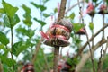 Grafting branch is agricultural technique