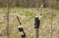 Grafting branches of fruit tree closeup