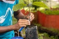 grafting cocoa plants resistant to diseases of noble strains