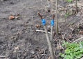 Grafting Fruit Pear Tree. Step by Step. Grafting Trees