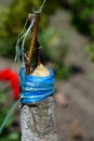 Grafting fruit pear tree with grafting tape