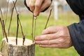 Grafting a fruit tree with live cuttings.