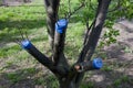 Grafting on fruit tree. method of grafting with cutting to obtain new variety of fruit. cut of tree is treated with garden pitch Royalty Free Stock Photo