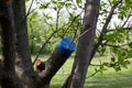 Grafting on fruit tree. method of grafting with cutting to obtain new variety of fruit. cut of tree is treated with garden pitch Royalty Free Stock Photo