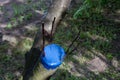 Grafting on fruit tree. method of grafting with cutting to obtain new variety of fruit. cut of tree is treated with garden pitch Royalty Free Stock Photo