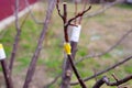 Grafting of fruit trees by copulatory method. The cuttings are grafted onto a tree branch