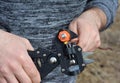 Grafting fruit trees. A gardener is cutting a scion with a professional grafting tool, grafting knife