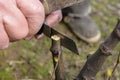 Grafting fruit trees