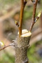 Grafting fruit trees Royalty Free Stock Photo