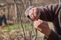 Grafting fruit trees. The overworked hands of a gardener at work. Spring work in the garden