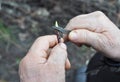 Tree grafting. Grafting fruit trees step by step. Graft a Tree in Spring.