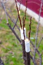 Grafting of fruit trees using the split method. The cuttings are grafted onto a tree branch. Growing fruit in the garden