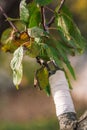 Grafting or graftage with branch and new leaves