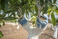 Grafting mango tree