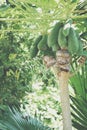 Grafting papaya fruit tree