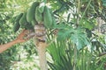 Grafting papaya fruit tree