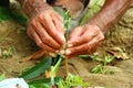 Grafting plant