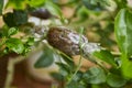 Grafting plant technique on branch in agriculture farm